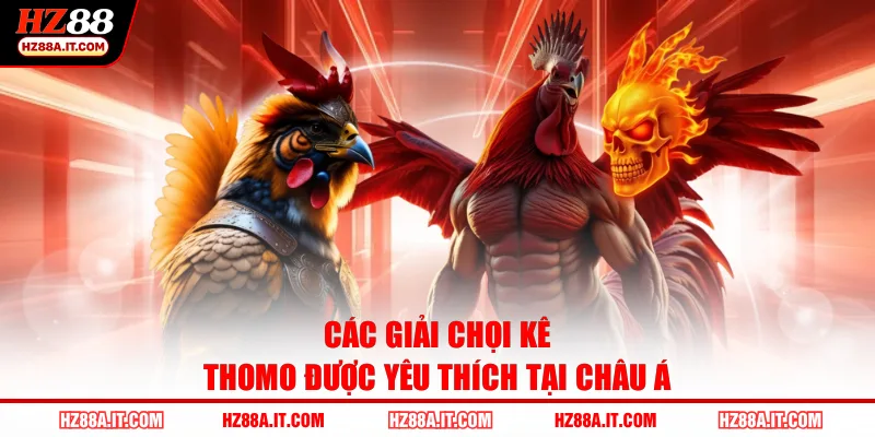 Các giải chọi kê Thomo được yêu thích tại châu Á