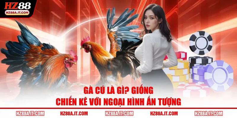 Gà cú là gì? Giống chiến kê với ngoại hình ấn tượng