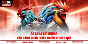 Gà Cú Là Gì