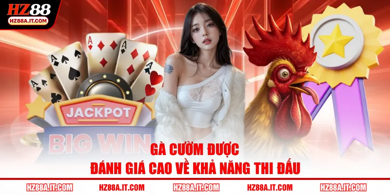 Gà cườm được đánh giá cao về khả năng thi đấu