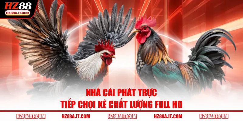 Nhà cái phát trực tiếp chọi kê chất lượng full HD